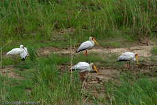 Nimmersatt (21 von 22).jpg